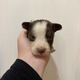 Rosie - Red tri-color female Australian Shepherd puppy in Cushing, Oklahoma from Midwest LP Aussies