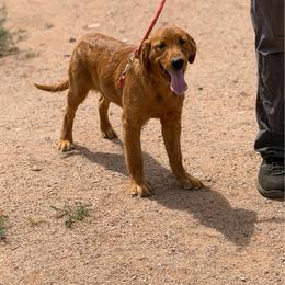 Golden Retriever puppies from K&N Golden Retriever Companion