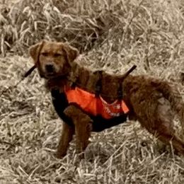 Mikey - Golden Retriever