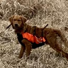 Mikey - Golden Retriever