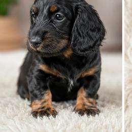Daisy - Black and tan female Dachshund puppy in Desloge, Missouri from Snows Doxies