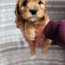 Fleece - Red female Cavapoo puppy in Woodleaf, North Carolina from Circle T Ranch K9s