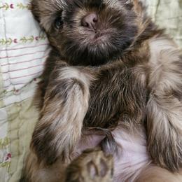 Fozzie Bear - Liver male Shih Tzu puppy in Kings Mountain, North Carolina from NC Shih Tzus by Tammy
