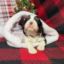 AKC- Tri Colored Girl 2 - Tri-color female Cavalier King Charles Spaniel puppy in Raymondville, Missouri from Puppy PlayPen