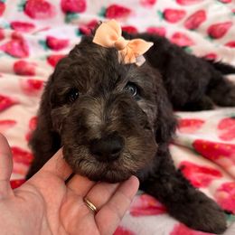 Debbie - Chocolate female Goldendoodle puppy in Greensboro, Georgia from B’s Doodles