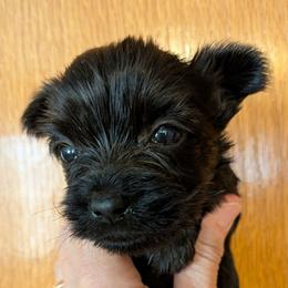 Tootles - Black and gold male Yorkshire Terrier puppy in Gatesville, Texas from KontryKritterz Yorkies