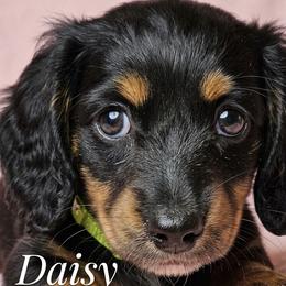Daisy - Black and tan female Dachshund puppy in Austin, Texas from Glorious Minis