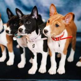 Basenjis from Haus Annandael Basenjis