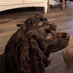Boykin Spaniel All Grown Up from Dixie Darlin Boykins