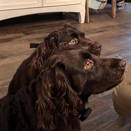 Boykin Spaniel All Grown Up from Dixie Darlin Boykins
