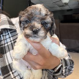 Girl 4 - Black and white female Cockapoo puppy in Joplin, Missouri from Double J Cockapoos