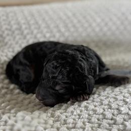 Male No. 2 Phantom - Phantom male Bernedoodle puppy in Modesto, California from Central Valley Canine Companions