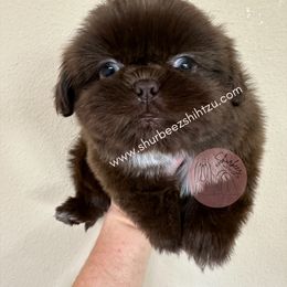 Shih Tzu Puppies from Shurbeez Shih Tzu