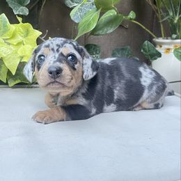 Knight - Dapple male Dachshund puppy in California from Triple C Dachshund’s