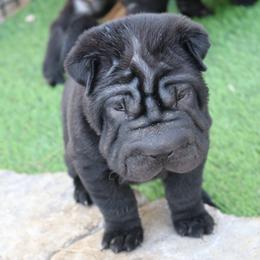 Chinese Shar-Pei Puppies from Princess Buttercup pups