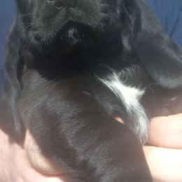 Basset Hound Puppies from Stacey Claar