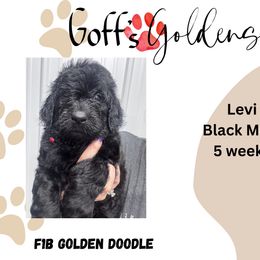 Levi - Black male Goldendoodle puppy in Falls City, Nebraska from Goff’s Goldens