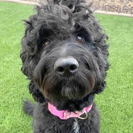 Piper - Goldendoodle