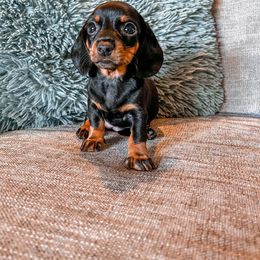 Dachshund Puppies from Cotton Hill Dachshunds