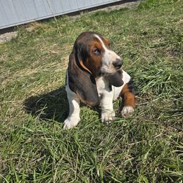 Basset Hound Puppies from Montana Bassets