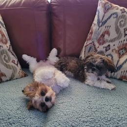 Shih Tzu Puppies from Grandma Ts Precious Puppies