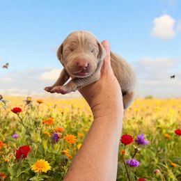 Silver boy 1 - Silver gray male Weimaraner puppy in Rancho Cucamonga, California from Freehart's Weimaraners