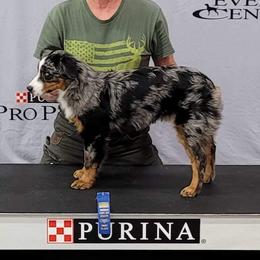 Bolt - Miniature Australian Shepherd