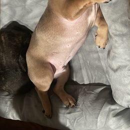 Boy 1 - Fawn French Bulldog puppy in San Jose, California from Dawgie Empire