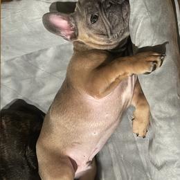 Boy 1 - Fawn French Bulldog puppy in San Jose, California from Dawgie Empire