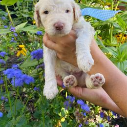 Arlo- light blue - Cream male Goldendoodle puppy in Carlton, Minnesota from Lakeside Doodles MN