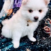 Bear - White American Eskimo Dog puppy in Live Oak, Florida from Pecan Ridge Puppies