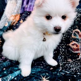 Bear - White American Eskimo Dog puppy in Live Oak, Florida from Pecan Ridge Puppies