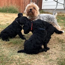 Poodle Puppies from Tyler Family Poodles