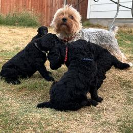 Poodle Puppies from Tyler Family Poodles