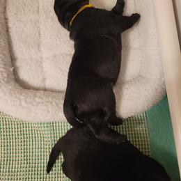 Mr Yellow - Griz - Black male Labrador Retriever puppy in Deary, Idaho from Sunset Pines Labradors