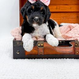 Girl 3 - female Bernedoodle puppy in North Carolina from NC Doodle Puppies