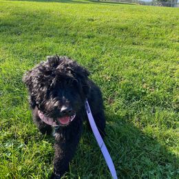 Goldendoodle Puppies from Baby Bell Doodles