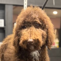 Boy 3 - Brown Poodle puppy in Carrollton, Georgia from Kelley’s Poodle Patch