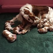 Welsh Springer Spaniel Puppies from Tropic Welsh Springer Spaniels