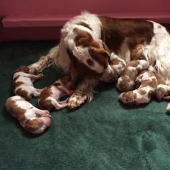 Welsh Springer Spaniel Puppies from Tropic Welsh Springer Spaniels