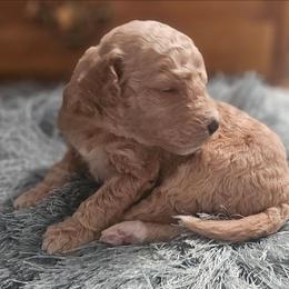 Sammy - Black male Goldendoodle puppy in Kansas City, Missouri from Poppy's Doodles
