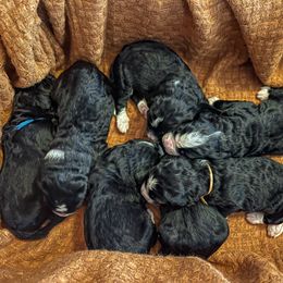 Bernedoodle Puppies from West by God Doods