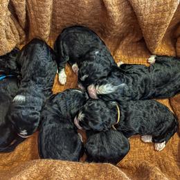 Bernedoodle Puppies from West by God Doods