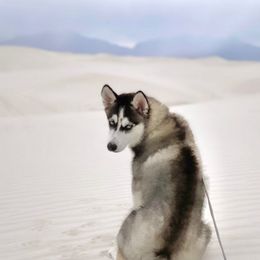 Siberian Husky All Grown Up from Joel's Husky Kennels