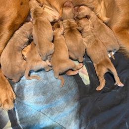 1st pick - Dark golden female Golden Retriever puppy in Sandy, Oregon from Treasured K-9s