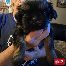 Girl 2 - Black and tan female Shih Tzu puppy in Norris City, Illinois from Dainty and Darling Shih Tzu