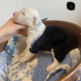 Show Pick Male Puppy 1 - Gray and white male Old English Sheepdog puppy in Tulsa, Oklahoma from Yadah Sheepdogs