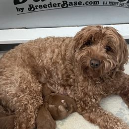 Rocky - Australian Labradoodle