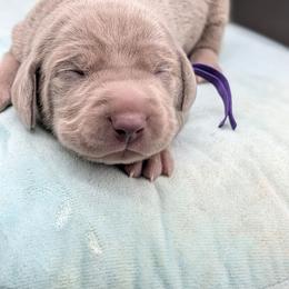 Linda - Silver gray female Weimaraner puppy in Evart, Michigan from Drehbar Weimaraners