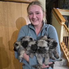 Keeshond puppies from Legacy Keeshonds